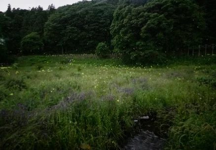 ホタルの里の写真